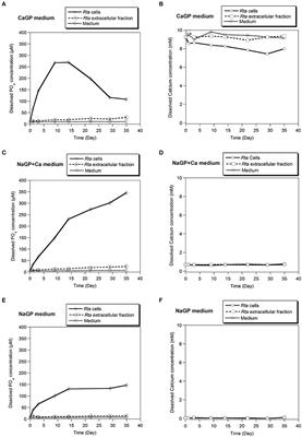 In Vitro and in Silico Evidence of Phosphatase Diversity in the Biomineralizing Bacterium Ramlibacter tataouinensis